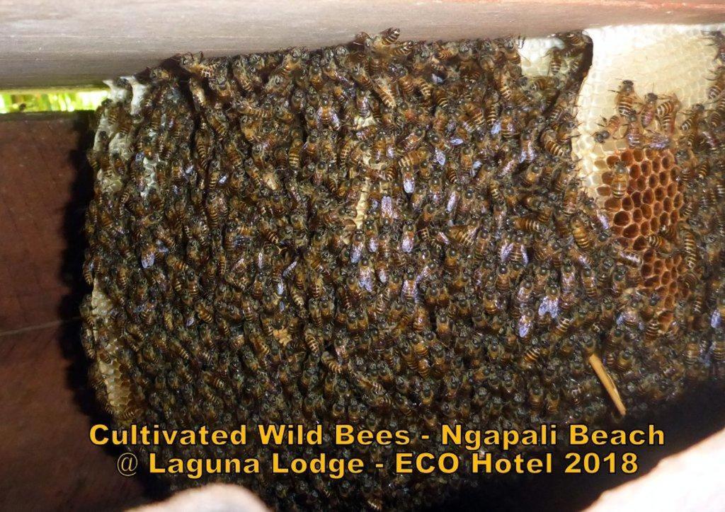 Oliver'S Laguna Eco Lodge Hotel 나팔리 외부 사진